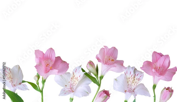 Fototapeta Row of pink and white alstroemeria flowers isolated on white background. Ideal for floral design, wedding invitations, cards, and digital art with easy integration. Top view, copy space
