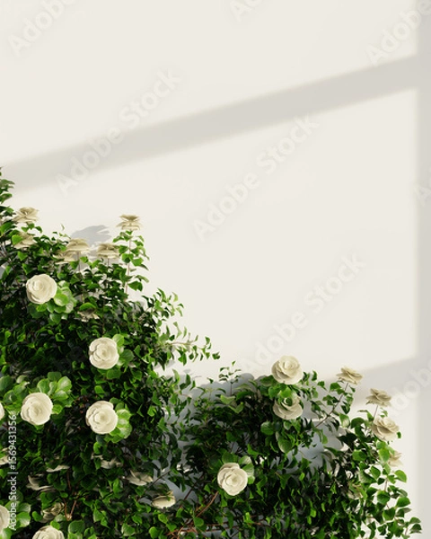 Fototapeta Soft white roses climbing a green vine on a bright, minimal white wall.