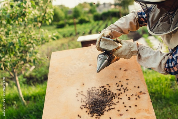 Fototapeta Beekeeper smokes bees, checks the condition of the swarm. Work in the apiary