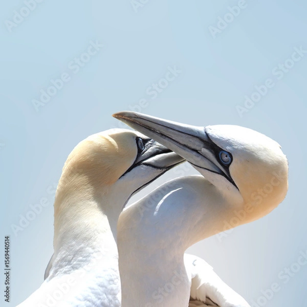 Fototapeta Portrait of two Northern gannet on Heligoland on a sunny summer day