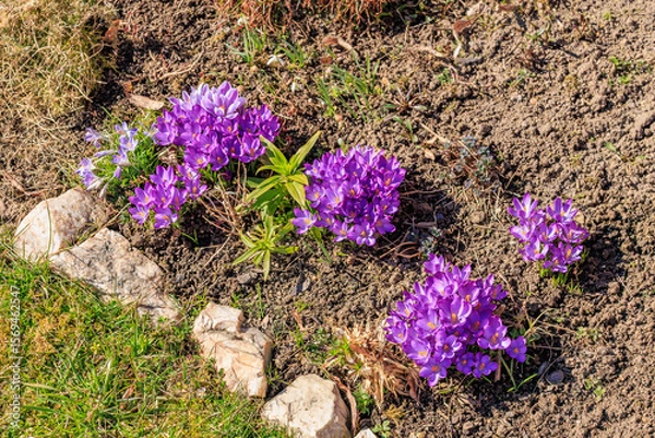 Fototapeta Vibrant purple crocuses blooming in spring garden soil