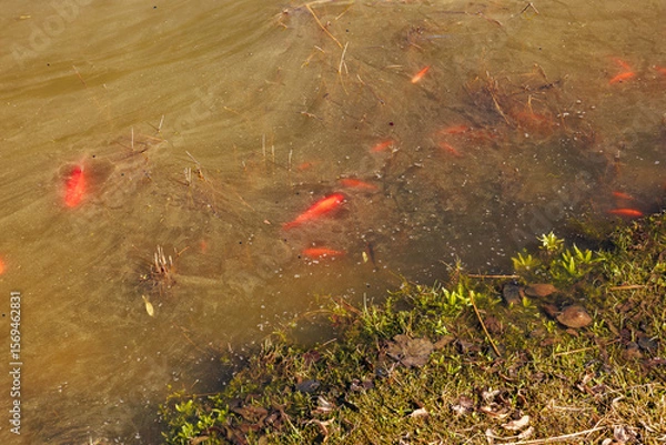 Fototapeta Vivid goldfish swim near grassy pond edge in murky water