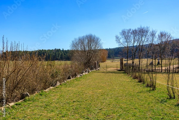 Fototapeta Sunny rural landscape with open fields and sparse trees