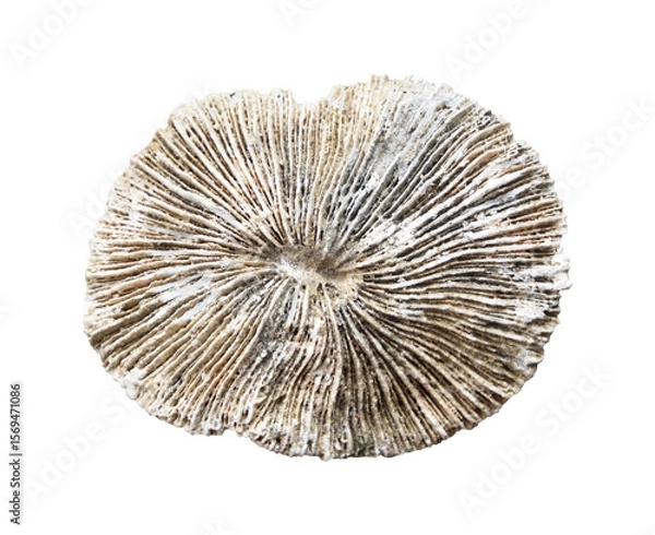 Fototapeta coral reef isolated on white background
