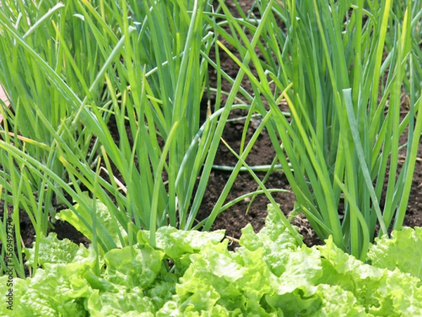 Fototapeta Green onions growing in the garden. Plantation in the vegetable garden. Cultivated vegetables growing in the garden. Green onion field on a farm.