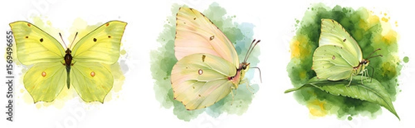 Fototapeta Three watercolor illustrations of common brimstone butterflies in different positions and angles on transparent background