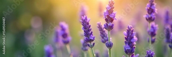 Obraz Blooming Lavender Soft Sunlight Illuminates Delicate Purple Flowers, Releasing a Calming Aroma in Summer