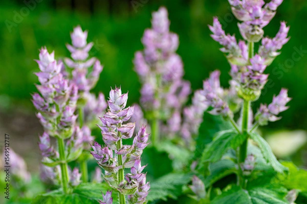 Fototapeta Close-up of Salvia sclarea in full bloom, featuring soft lavender petals and textured leaves
