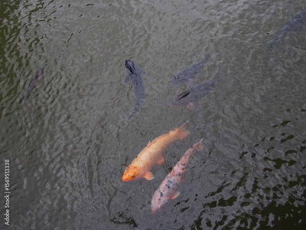 Obraz 池を泳ぐ五匹の鯉