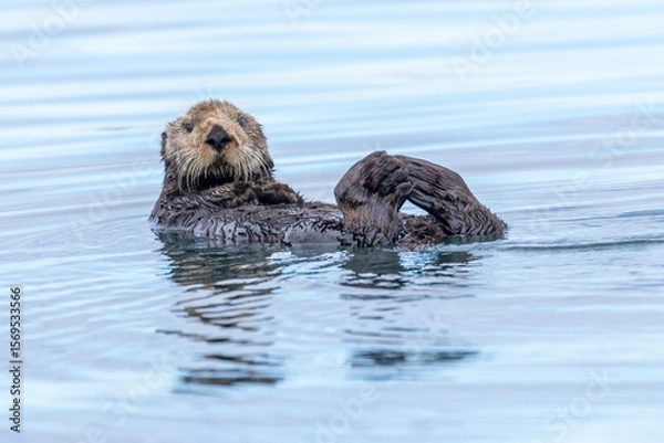 Fototapeta A sea otter on its back in the water with its feet touching and looking at the camera