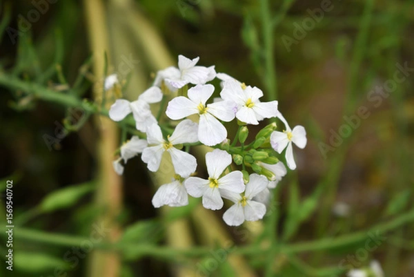 Fototapeta Beautiful white Radish Flower. Radish flower bloom. Closeup radish flower with green leaves in the spring, also known by its common name Virginia stock. Radish flower blooming in nature
