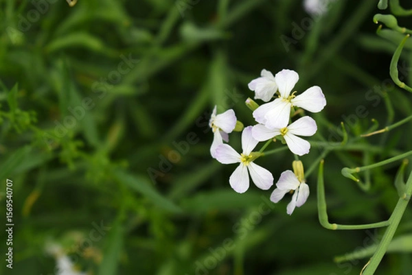 Fototapeta Beautiful white Radish Flower. Radish flower bloom. Closeup radish flower with green leaves in the spring, also known by its common name Virginia stock. Radish flower blooming in nature