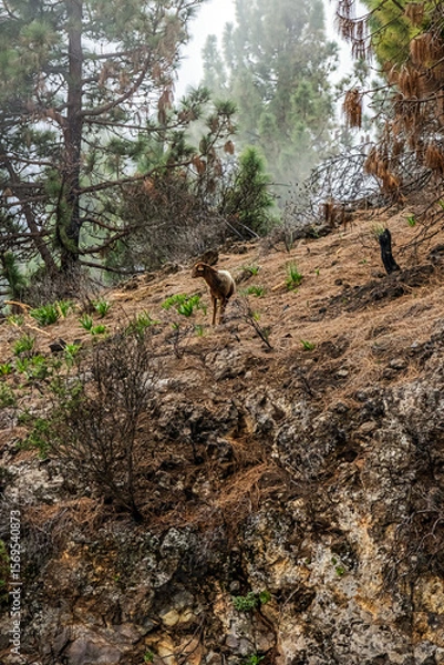 Obraz A beautiful brown ram walks along the slopes in foggy weather in Tenerife	
