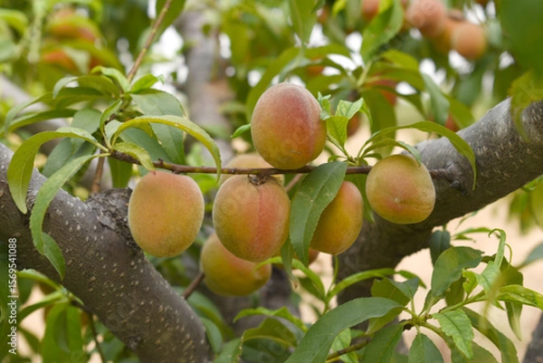 Fototapeta Fresh young unripe Peach fruits on a tree branch with leaves closeup, A bunch of unripe Peaches on a branch, beautiful delicious fruit peaches on the tree, peach fruits grow on a peach tree branch