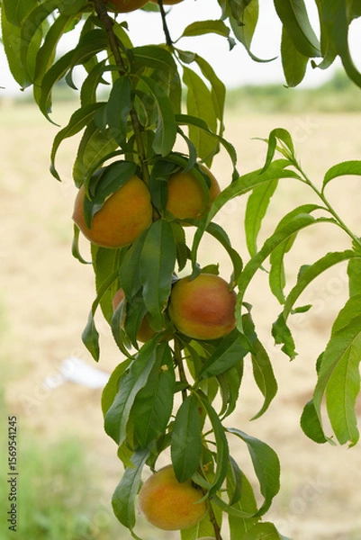 Fototapeta Fresh young unripe Peach fruits on a tree branch with leaves closeup, A bunch of unripe Peaches on a branch, beautiful delicious fruit peaches on the tree, peach fruits grow on a peach tree branch