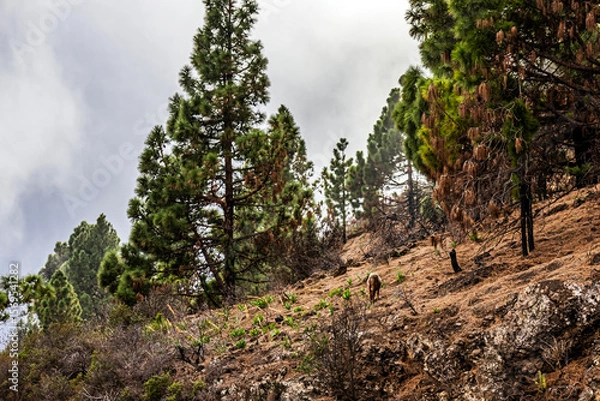 Obraz A beautiful brown ram walks along the slopes in foggy weather among the trees in Tenerife	
