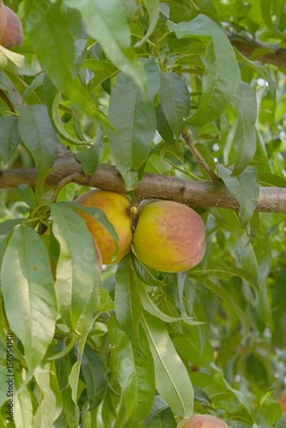 Fototapeta Fresh young unripe Peach fruits on a tree branch with leaves closeup, A bunch of unripe Peaches on a branch, beautiful delicious fruit peaches on the tree, peach fruits grow on a peach tree branch