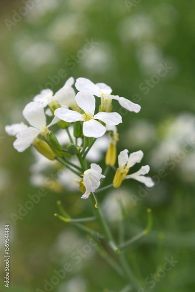 Fototapeta Beautiful white Radish Flower. Radish flower bloom. Closeup radish flower with green leaves in the spring, also known by its common name Virginia stock. Radish flower blooming in nature