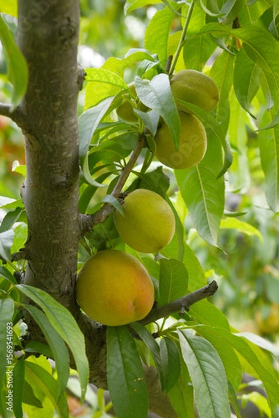Fototapeta Fresh young unripe Peach fruits on a tree branch with leaves closeup, A bunch of unripe Peaches on a branch, beautiful delicious fruit peaches on the tree, peach fruits grow on a peach tree branch