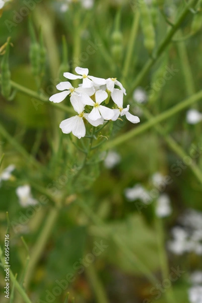Fototapeta Beautiful white Radish Flower. Radish flower bloom. Closeup radish flower with green leaves in the spring, also known by its common name Virginia stock. Radish flower blooming in nature