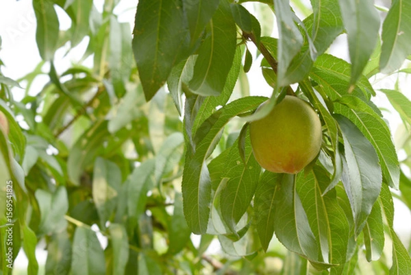 Fototapeta Fresh young unripe Peach fruits on a tree branch with leaves closeup, A bunch of unripe Peaches on a branch, beautiful delicious fruit peaches on the tree, peach fruits grow on a peach tree branch
