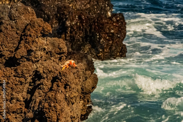 Obraz A small crab on a small rock on the shore of the Atlantic Ocean on the island of Tenerife close up	
