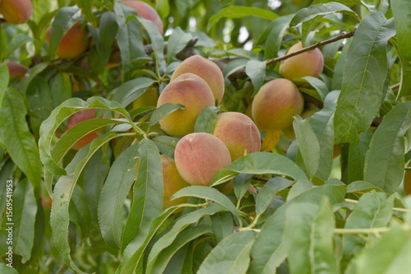 Fototapeta Fresh young unripe Peach fruits on a tree branch with leaves closeup, A bunch of unripe Peaches on a branch, beautiful delicious fruit peaches on the tree, peach fruits grow on a peach tree branch