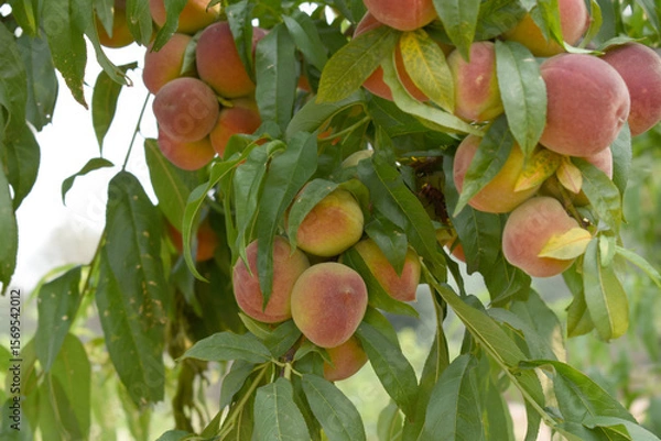 Fototapeta Fresh young unripe Peach fruits on a tree branch with leaves closeup, A bunch of unripe Peaches on a branch, beautiful delicious fruit peaches on the tree, peach fruits grow on a peach tree branch