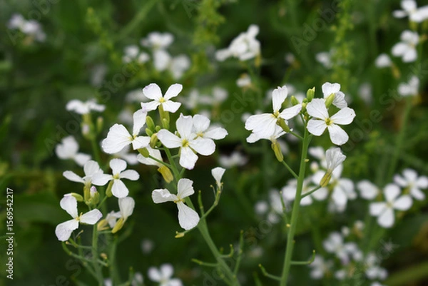 Fototapeta Beautiful white Radish Flower. Radish flower bloom. Closeup radish flower with green leaves in the spring, also known by its common name Virginia stock. Radish flower blooming in nature
