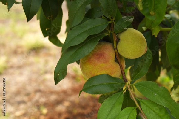 Fototapeta Fresh young unripe Peach fruits on a tree branch with leaves closeup, A bunch of unripe Peaches on a branch, beautiful delicious fruit peaches on the tree, peach fruits grow on a peach tree branch
