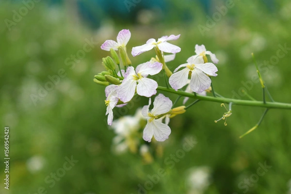 Fototapeta Beautiful white Radish Flower. Radish flower bloom. Closeup radish flower with green leaves in the spring, also known by its common name Virginia stock. Radish flower blooming in nature