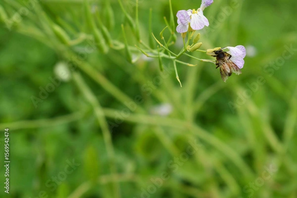 Fototapeta Beautiful white Radish Flower. Radish flower bloom. Closeup radish flower with green leaves in the spring, also known by its common name Virginia stock. Radish flower blooming in nature