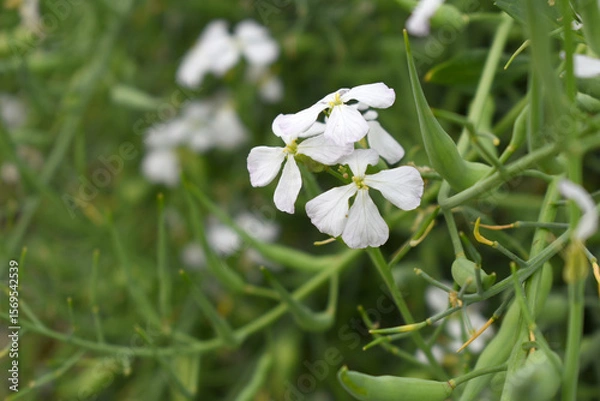 Fototapeta Beautiful white Radish Flower. Radish flower bloom. Closeup radish flower with green leaves in the spring, also known by its common name Virginia stock. Radish flower blooming in nature