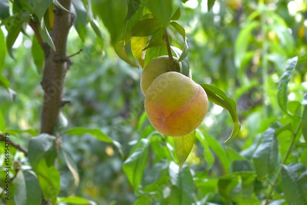 Fototapeta Fresh young unripe Peach fruits on a tree branch with leaves closeup, A bunch of unripe Peaches on a branch, beautiful delicious fruit peaches on the tree, peach fruits grow on a peach tree branch