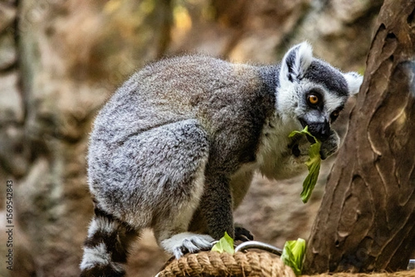 Obraz A beautiful ring-tailed lemur sits on a branch and eats green leaves	
