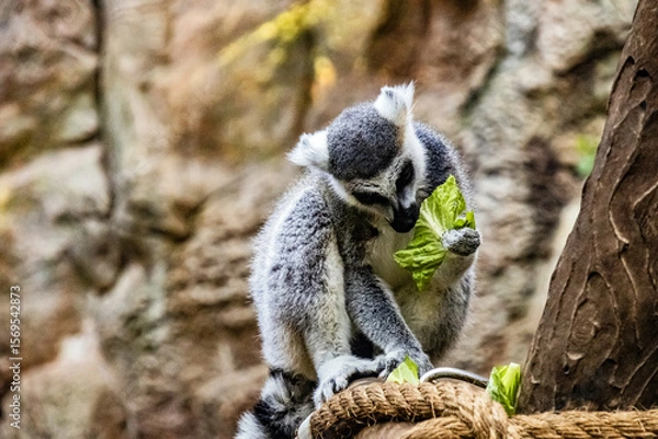 Obraz A beautiful ring-tailed lemur eats delicious green leaves	
