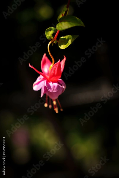 Fototapeta Close-up of a Bleeding Heart flower with a blurred garden background