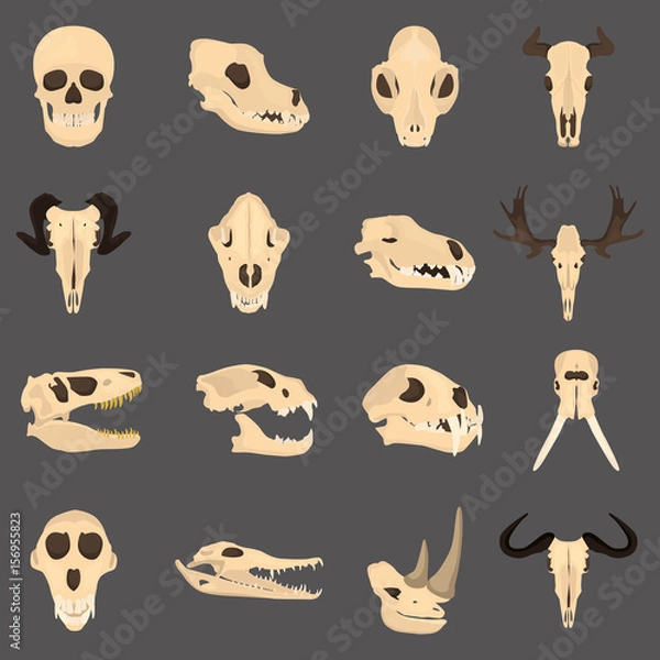 Fototapeta Set of mammal and reptile skulls color flat icon for web and mobile design