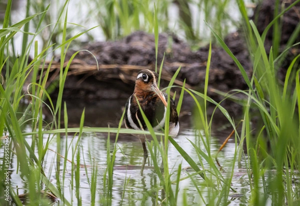 Fototapeta Greater painted-snipe It is a water bird in the order of shorebirds that has different characteristics from most birds.