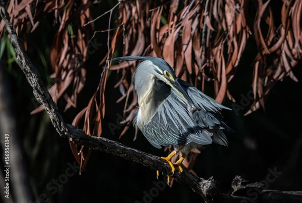 Fototapeta Striated Heron Migratory bird found in streams, rivers, water sources in urban areas and water sources in forests.