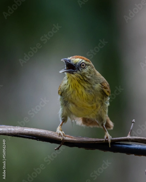 Fototapeta Pin-striped Tit Babbler Body length 13 cm. Forehead and crown reddish brown. The fur on the back is yellow-green. long yellow eyebrows The neck and chest are yellow with small black stripes. The belly