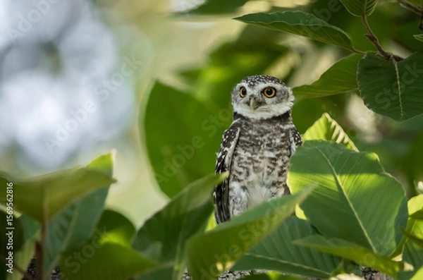 Fototapeta Spotted owlet (Athene brama) It is a type of bird of prey such as an owl. that can be found in Thailand.