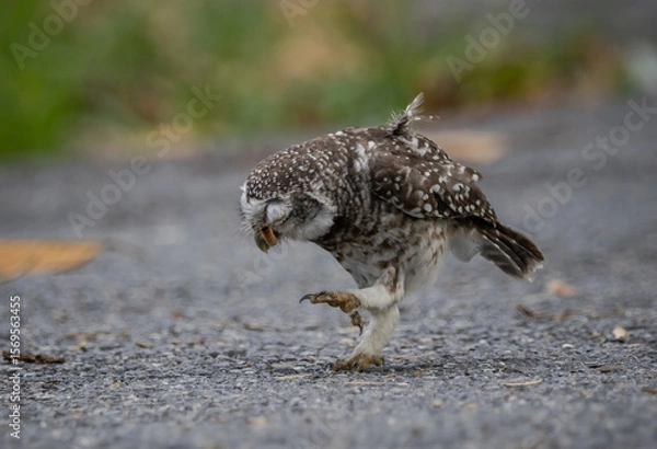 Fototapeta Spotted owlet (Athene brama) It is a type of bird of prey such as an owl. that can be found in Thailand.
