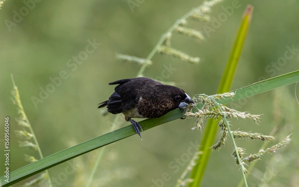 Fototapeta White-rumped Munia eating grass in the field.