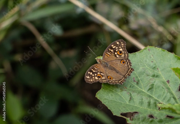 Fototapeta Junonia lemonias lemonias on green leaf.