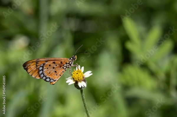 Fototapeta Plain Tiger Perched on a grass flower and photographed in macro.