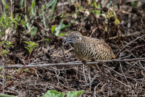 Fototapeta Barred Buttonquail that can be found in the fields of Thailand.