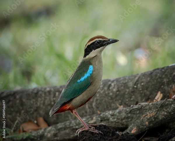 Fototapeta Fairy Pitta Passage Migrant in Spring and or Autumn in Thailand is likely to become extinct, rare (due to behavior) or very few in suitable habitats.