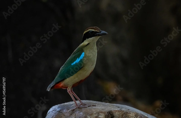 Fototapeta Fairy Pitta Passage Migrant in Spring and or Autumn in Thailand is likely to become extinct, rare (due to behavior) or very few in suitable habitats.