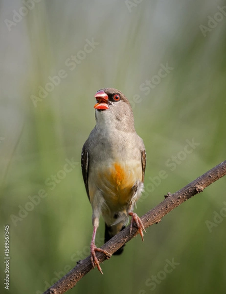 Fototapeta Red Avadavat The bill and body feathers are bright red. The eye stripe is narrow and black. The back is brown. The wings and tail are black. There are white spots scattered on the underbody.